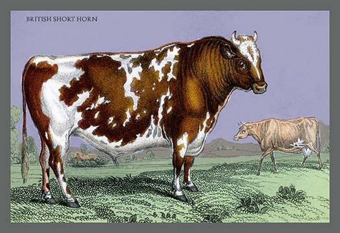 British Short Horn by John Stewart
