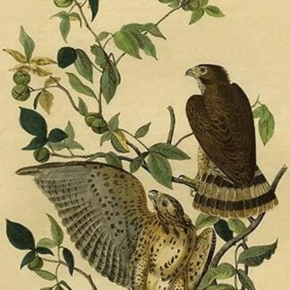 Broad Winged Buzzard by John James Audubon