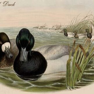 Broadbill Duck by John Gould