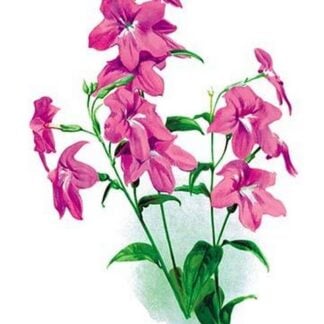 Browallia Speciosa Major by H.G. Moon