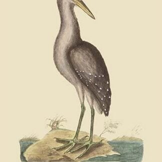 Brown Bittern by Mark Catesby