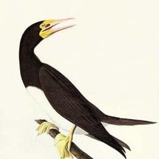 Brown Booby by John James Audubon