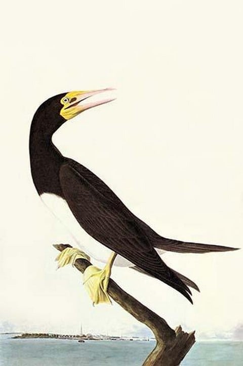 Brown Booby by John James Audubon