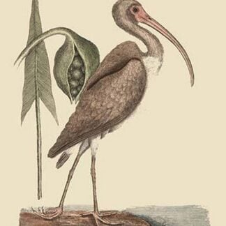 Brown Curlew by Mark Catesby