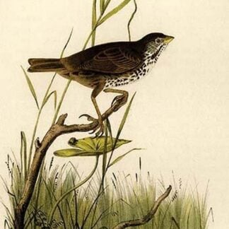 Brown Finch by John James Audubon