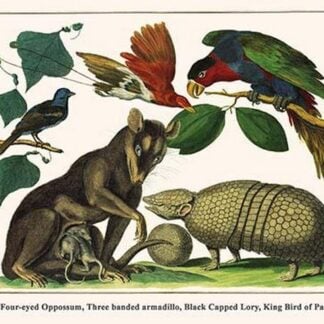 Brown Four-Eyed Oppossum