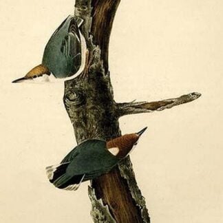 Brown Headed Nuthatch by John James Audubon