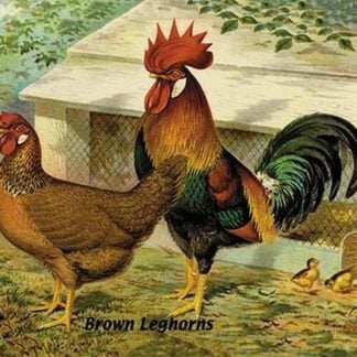 Brown Leghorns