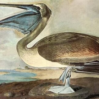 Brown Pelican by John James Audubon #2