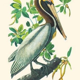 Brown Pelican by John James Audubon