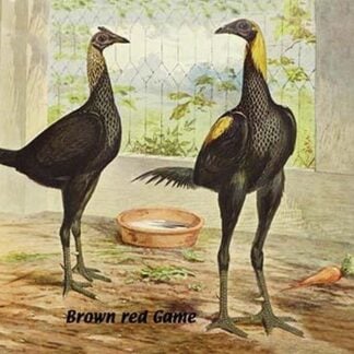 Brown Red Game by Lawson Wood