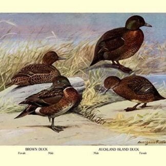 Brown and Auckland Ducks by Louis Agassil Fuertes