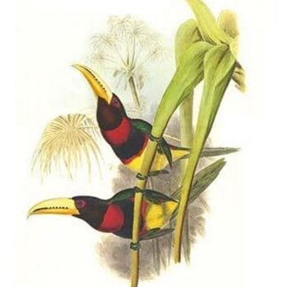 Brown mandibled Aracari by John Gould