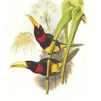 Brown mandibled Aracari by John Gould