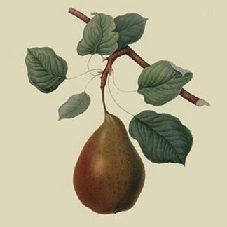 Brown's Beurre Pear by William Hooker