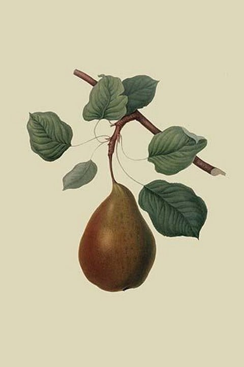 Brown's Beurre Pear by William Hooker