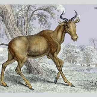 Bubalis by John Stewart