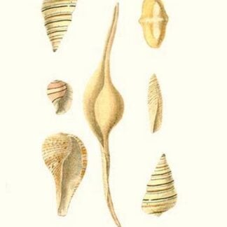 Bubble Shells By John Mawe