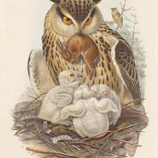 Bubo Maximus - Eagle Owl by John Gould