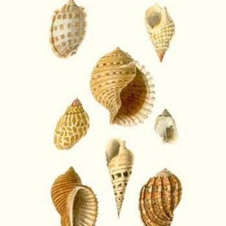 Buccinum Shells By John Mawe