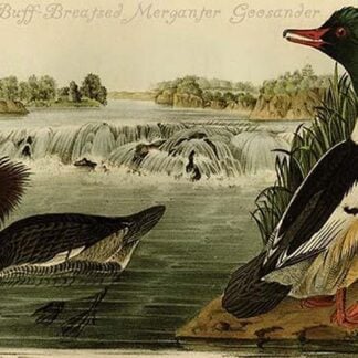 Buff-Breasted Merganter Goosander by John James Audubon