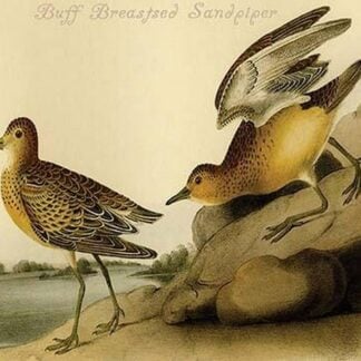 Buff Breasted Sandpiper by John James Audubon