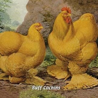 Buff Cochins