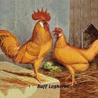 Buff Leghorns