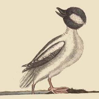 Buffed Head Duck by Mark Catesby