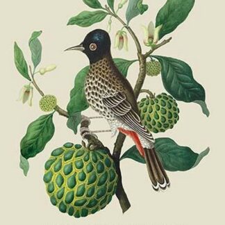 Bulbul or Indian Nightingale by J. Forbes