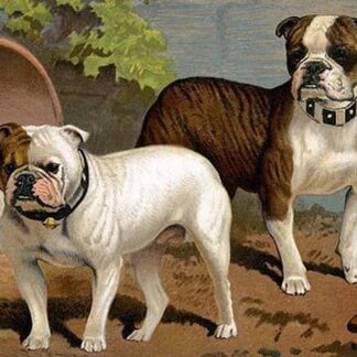 Bull Dogs by Vero Shaw