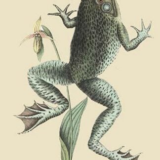 Bull Frog by Mark Catesby