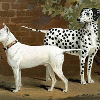 Bull Terrier & Dalmation by Vero Shaw