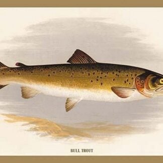 Bull Trout by A.F. Lydon