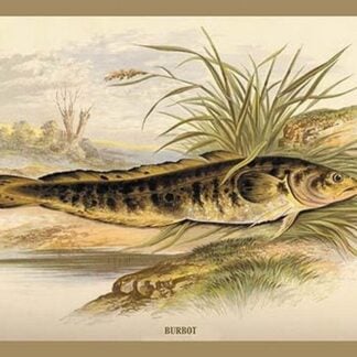 Burbot by A.F. Lydon
