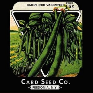 Bush Beans: Early Red Valentine