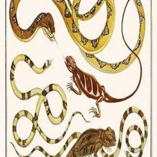 Bushmaster Snake & Lizards by Albertus Seba