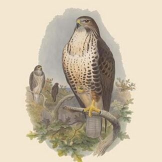 Buteo Vulgaris - Common Buzzard by John Gould