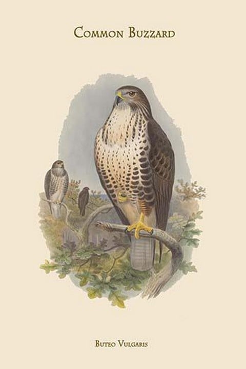 Buteo Vulgaris - Common Buzzard by John Gould