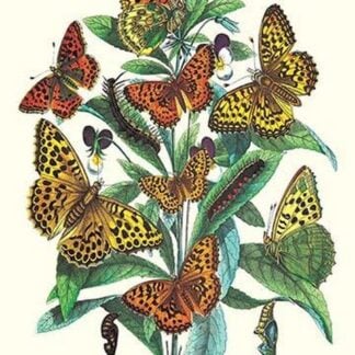 Butterflies: A. Dia