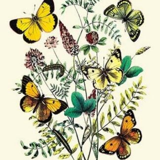 Butterflies: C. Palaeno