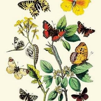 Butterflies: E. Belemia