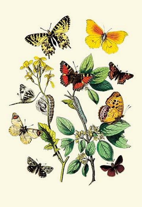 Butterflies: E. Belemia