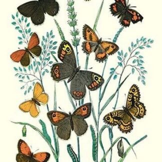 Butterflies: E. Hyperanthus