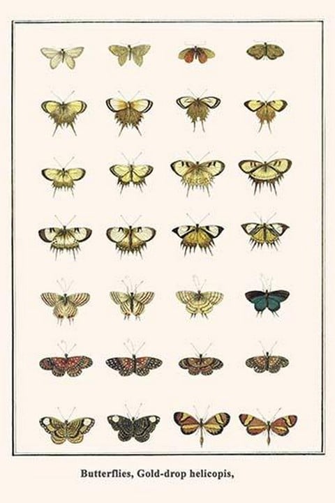 Butterflies