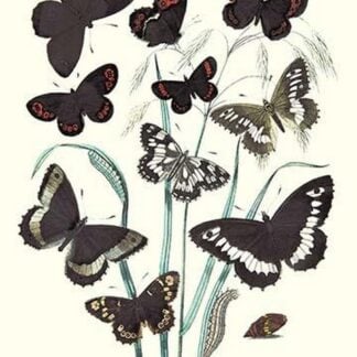 Butterflies: H. Circe