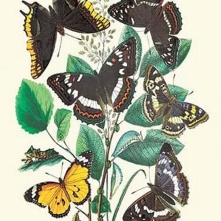 Butterflies: L. Populi