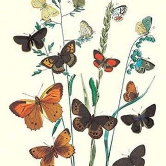 Butterflies: L. Roboris