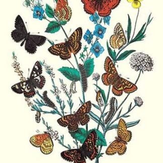 Butterflies: M. Cynthia