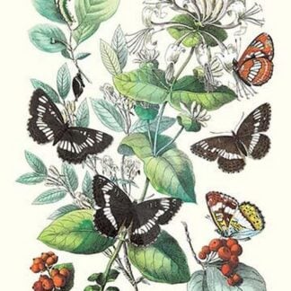 Butterflies: N. Lucilla